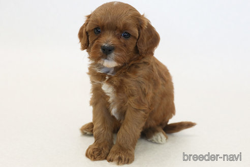 成約済の神奈川県のキャバプー:キャバリア×トイプードル-370011の1枚目